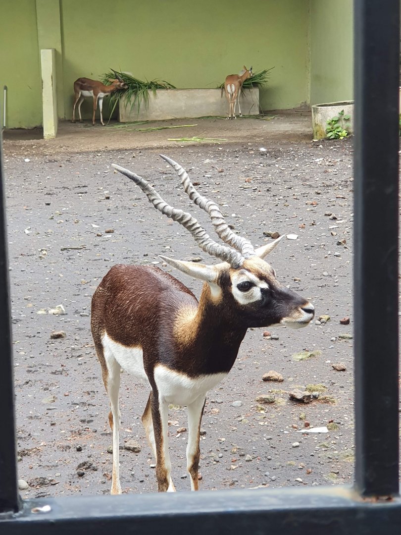 Blackbuck (Antilope cervicapra) - Taru Jurug Zoo