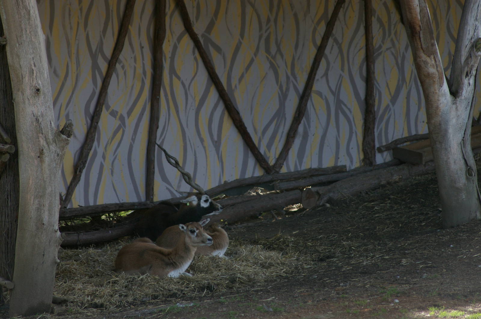 Blackbuck (Antilope cervicapra)
