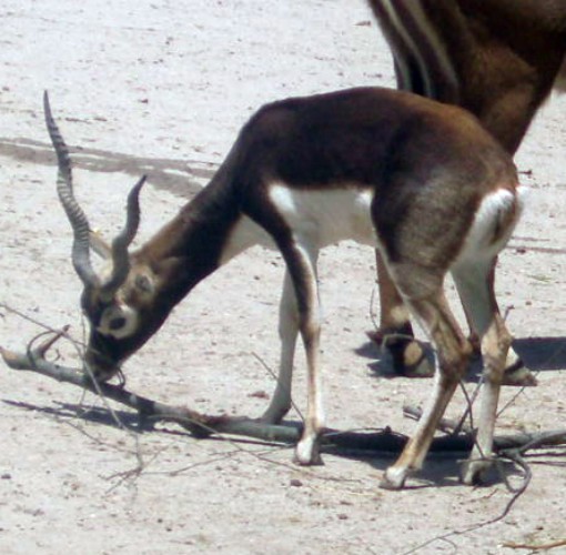 Blackbuck (Antilope cervicapra)