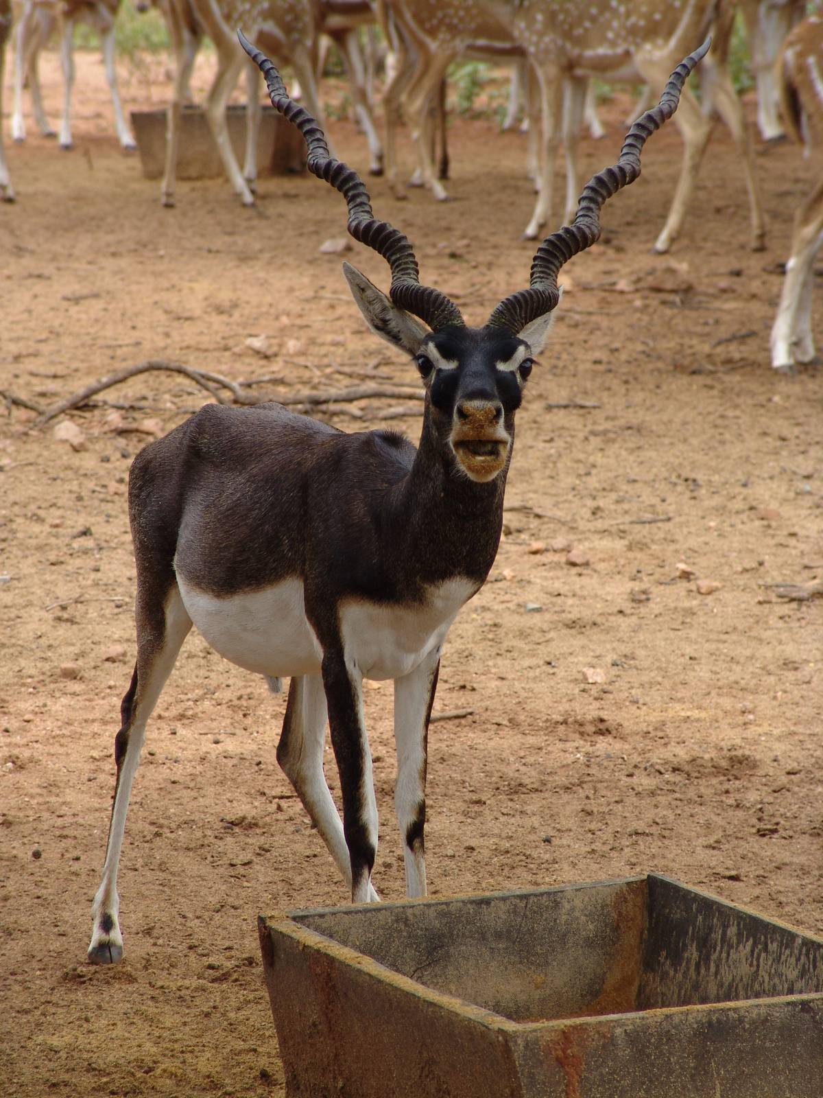 Blackbuck (Antilope cervicapra)