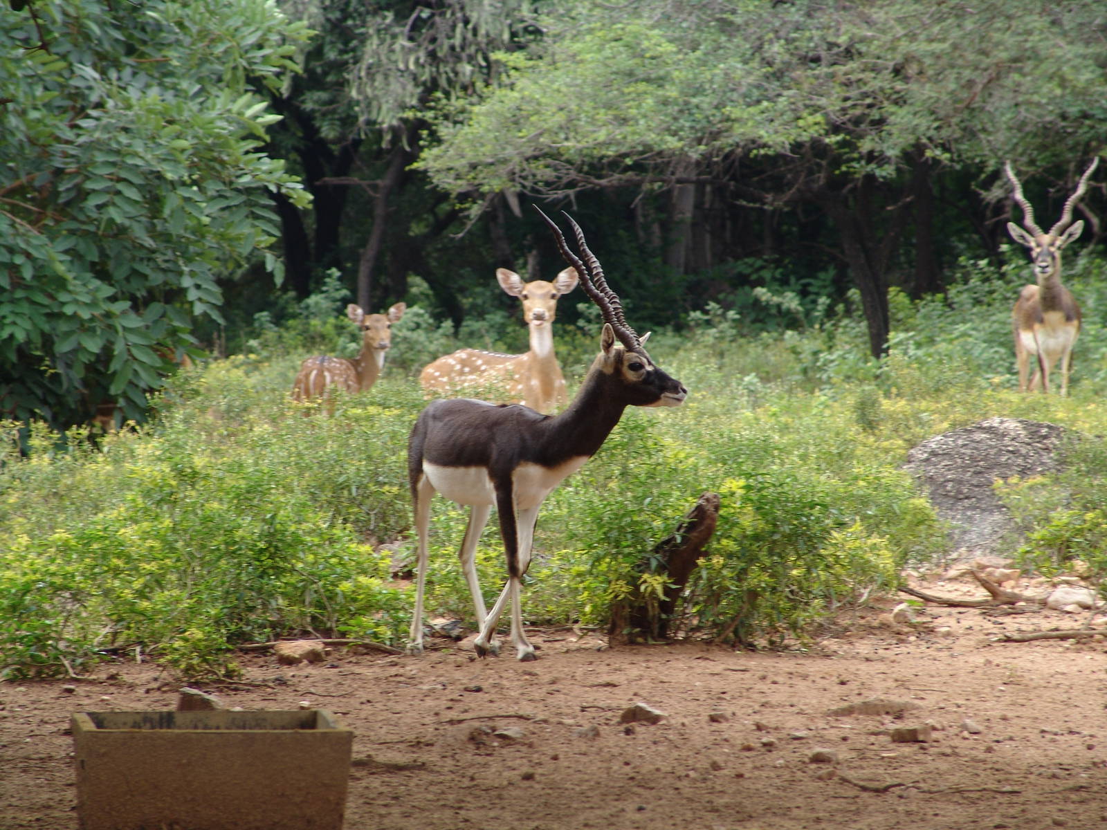 Blackbuck (Antilope cervicapra)