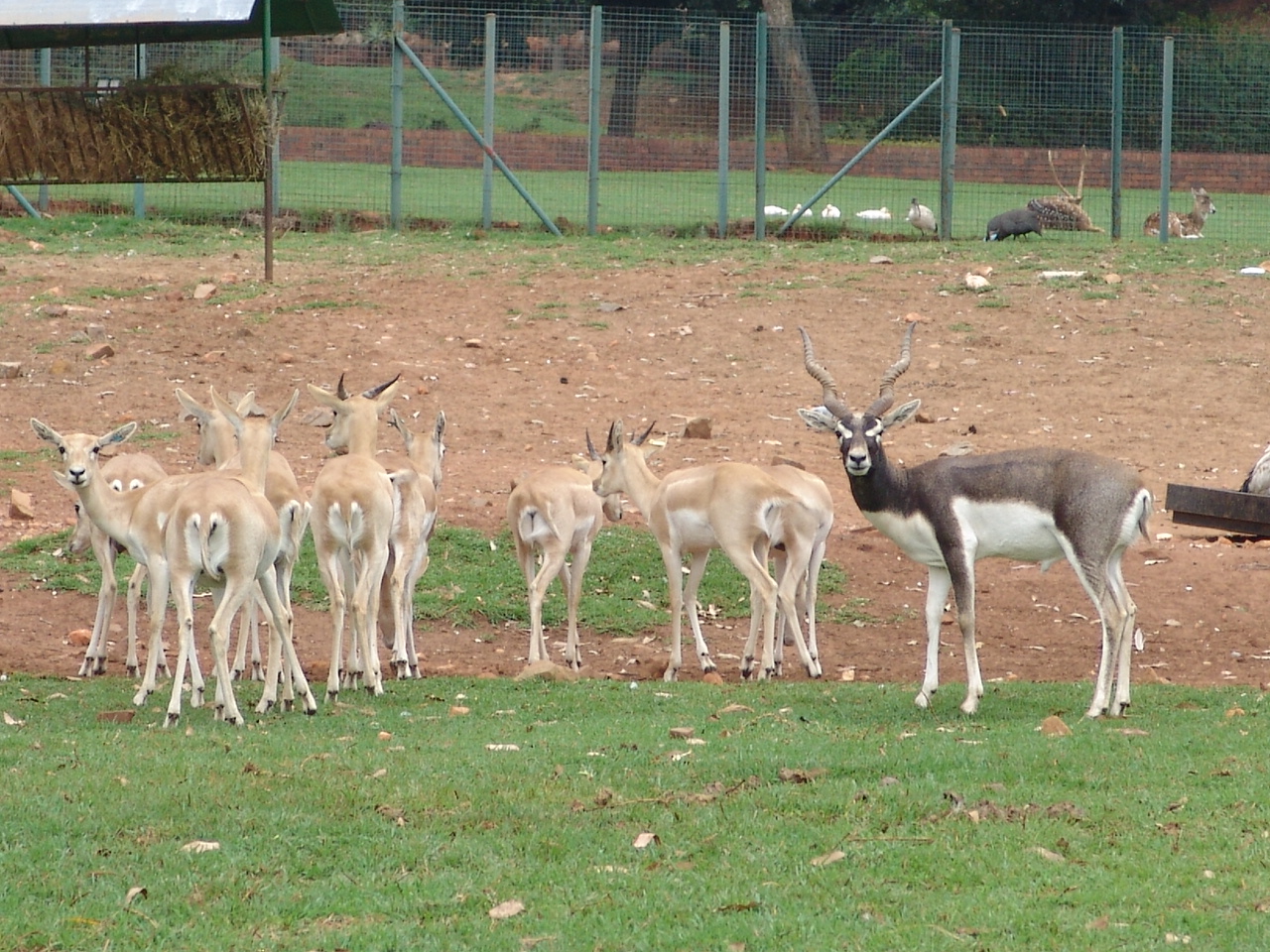 Blackbuck (Antilope cervicapra)