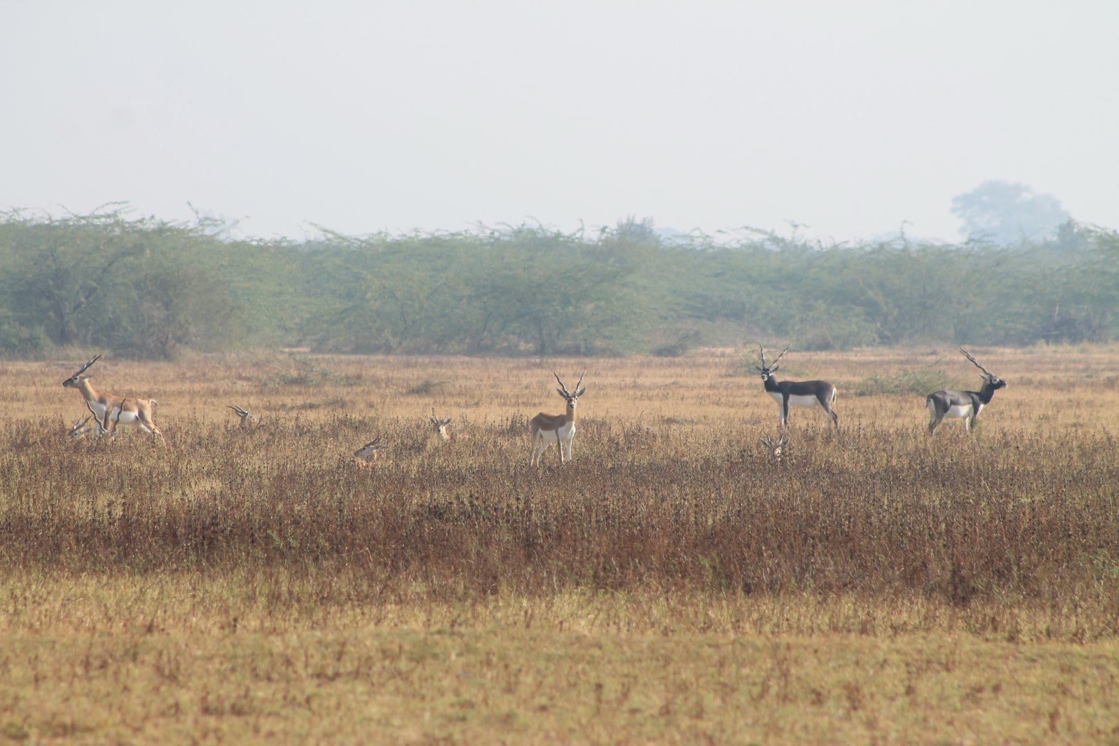 Blackbuck (Antilope cervicapra)