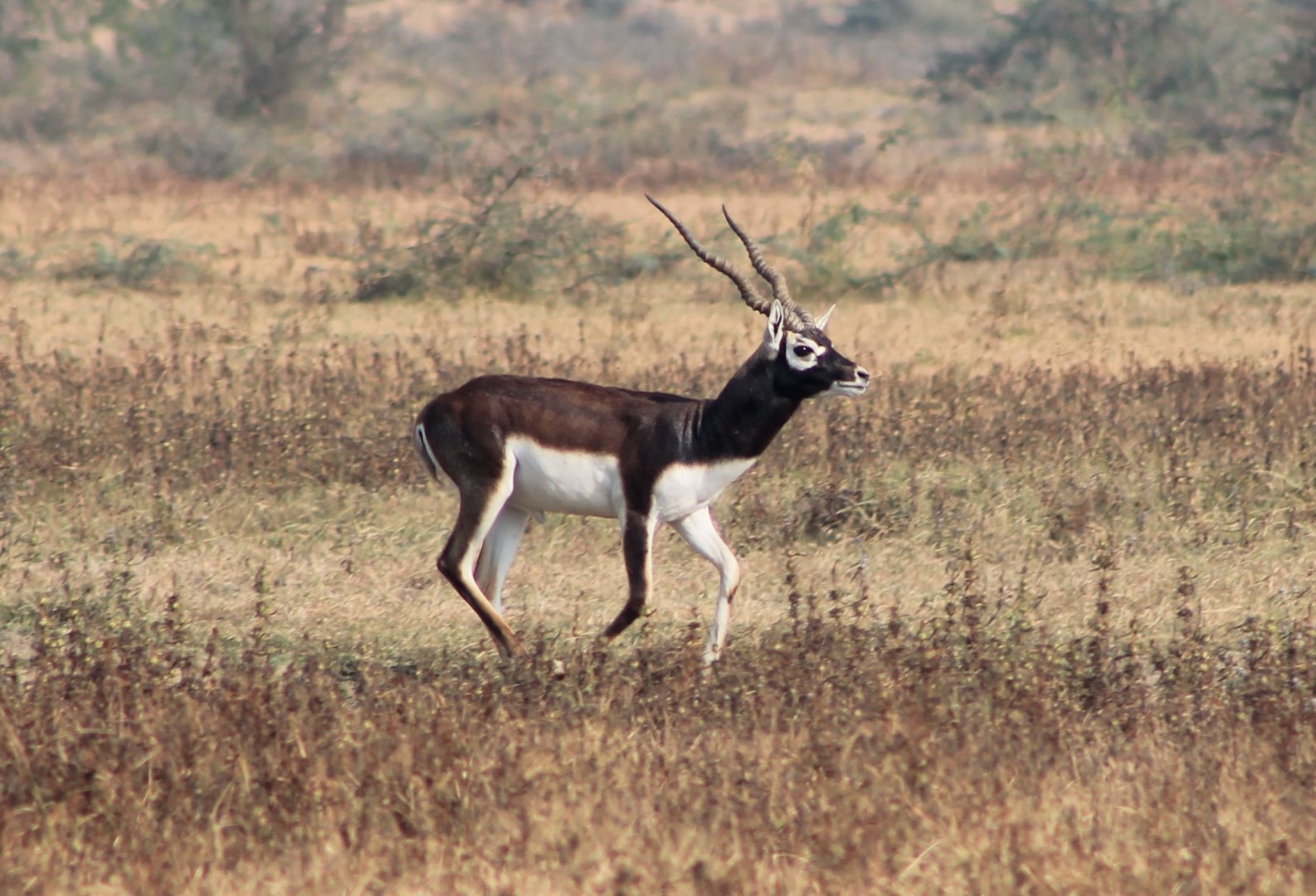 Blackbuck (Antilope cervicapra)