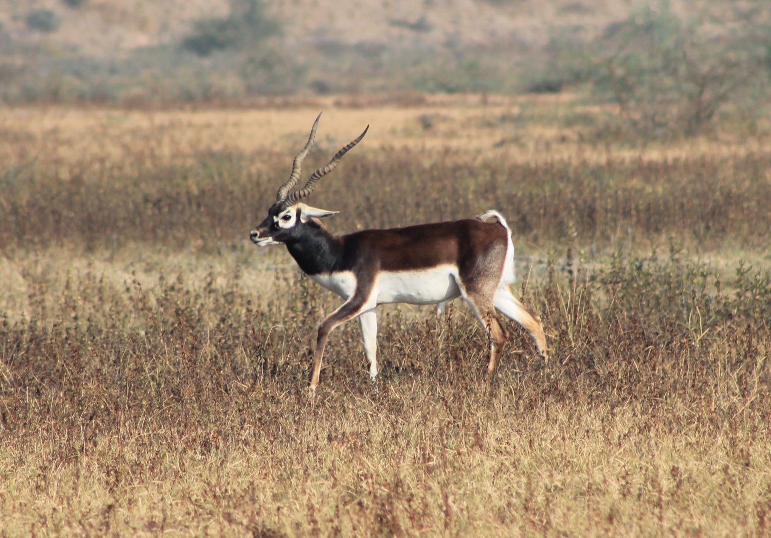 Blackbuck (Antilope cervicapra)
