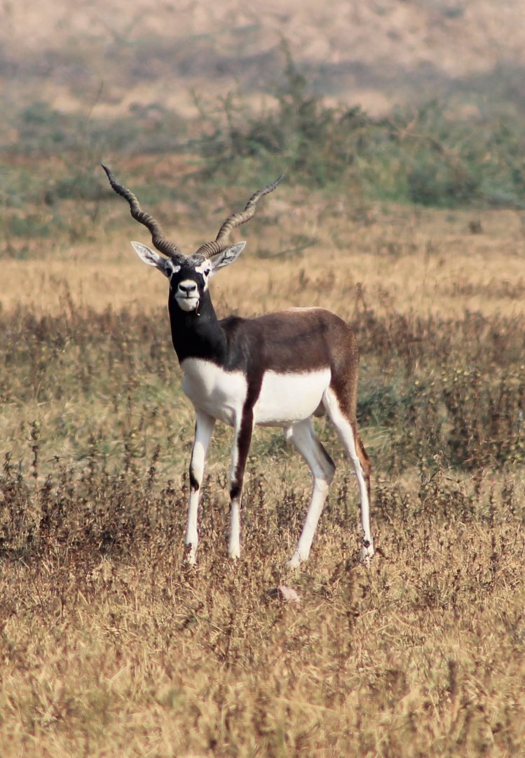 Blackbuck (Antilope cervicapra)