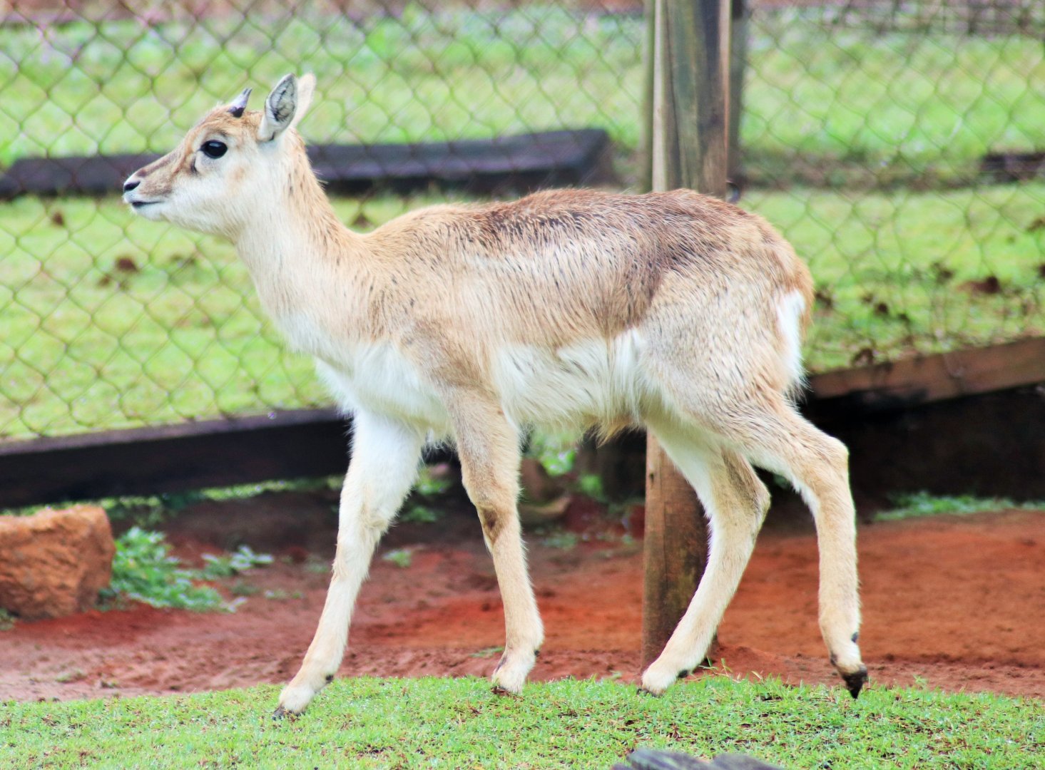 Blackbuck (Antilope cervicapra)