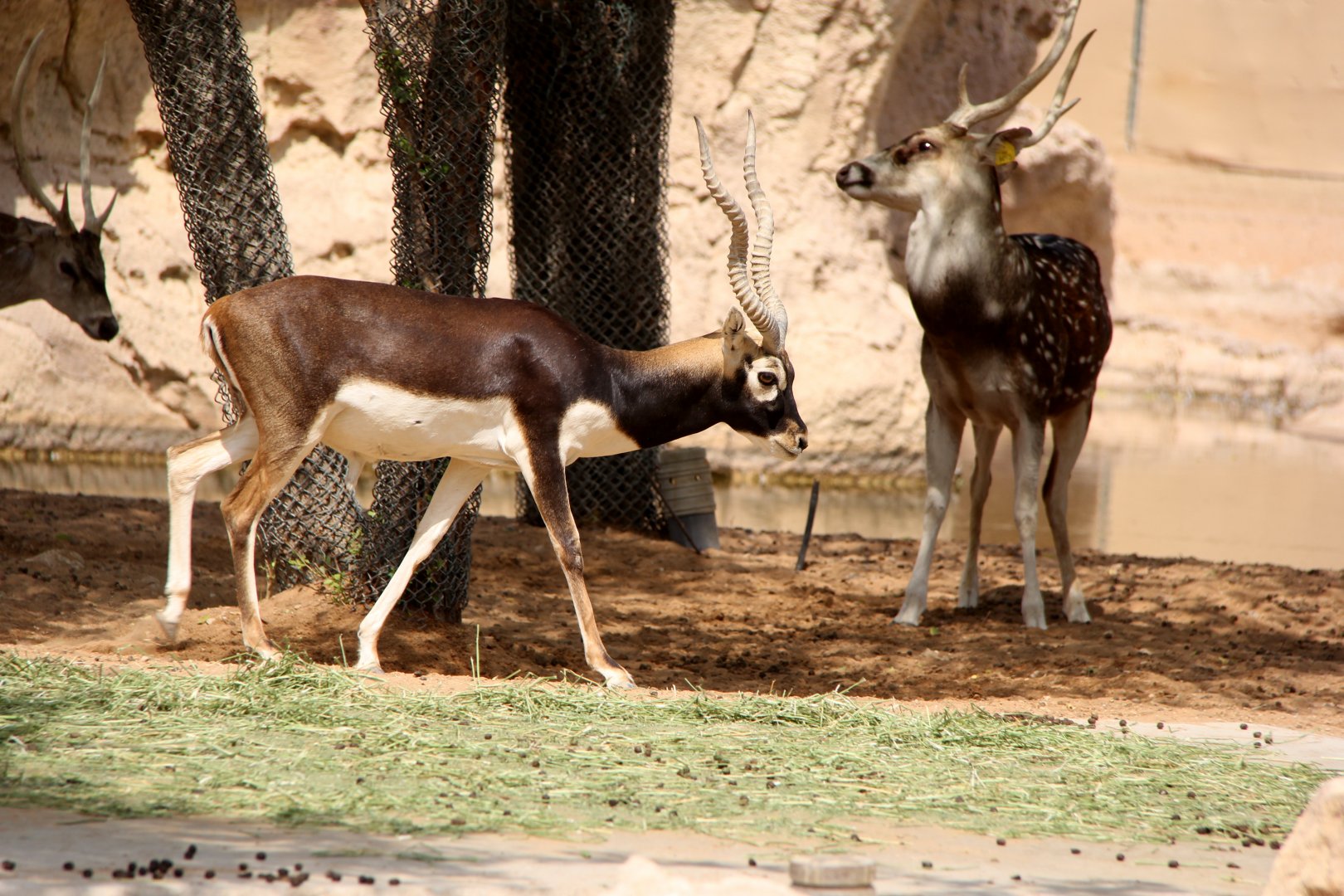 blackbuck (Antilope cervicapra)