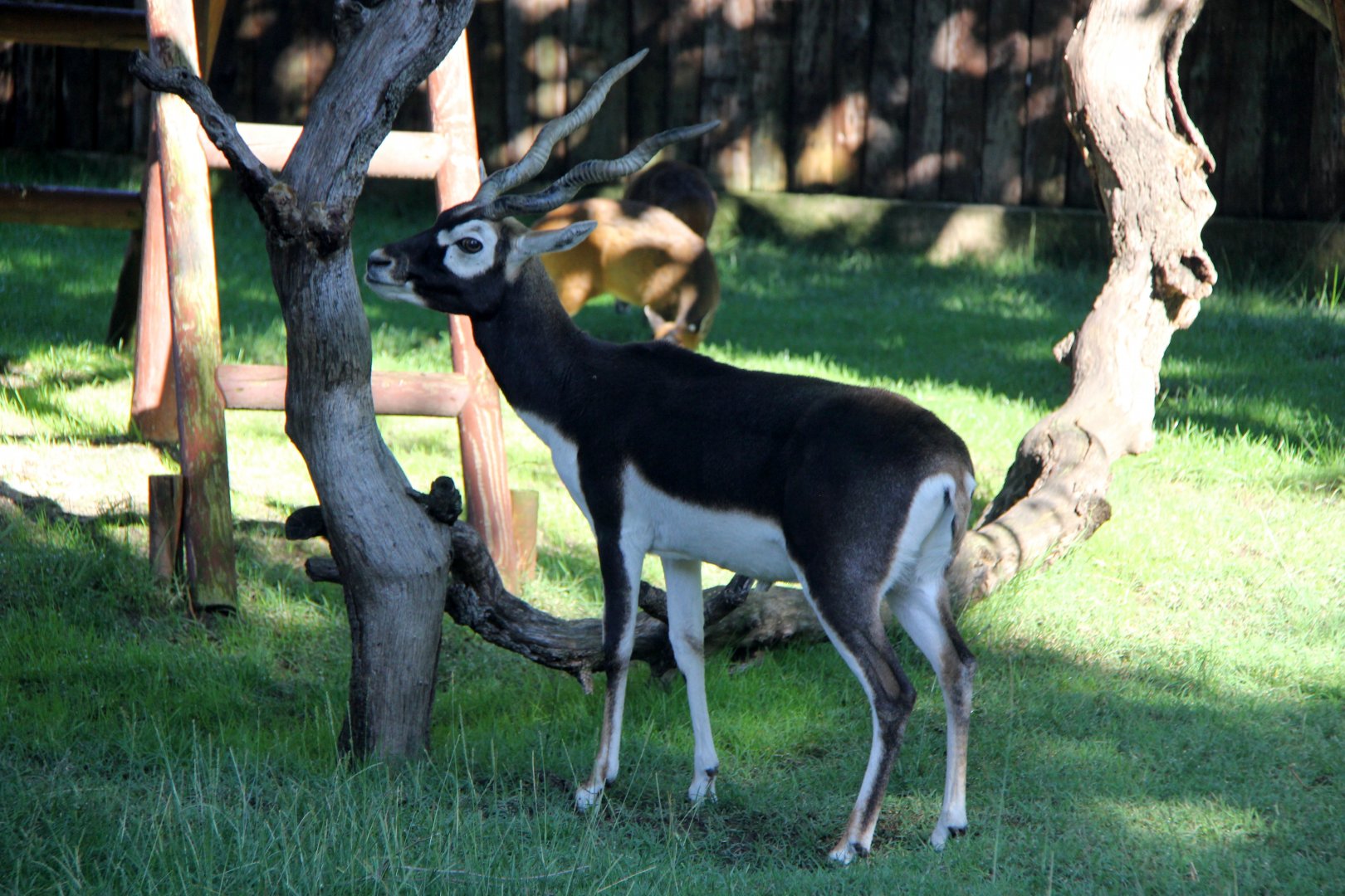 blackbuck (Antilope cervicapra)