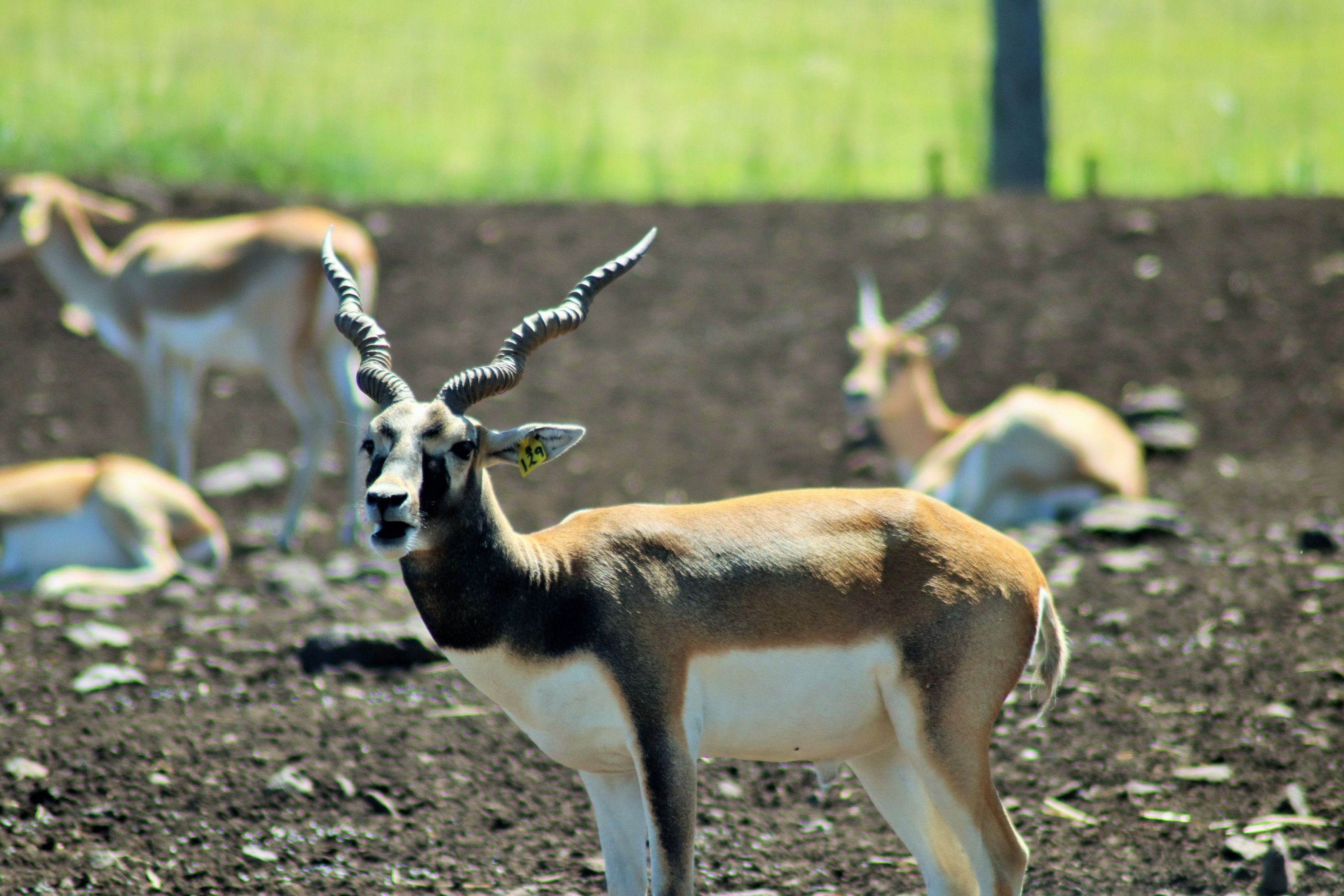 Blackbuck (Antilope cervicapra),
