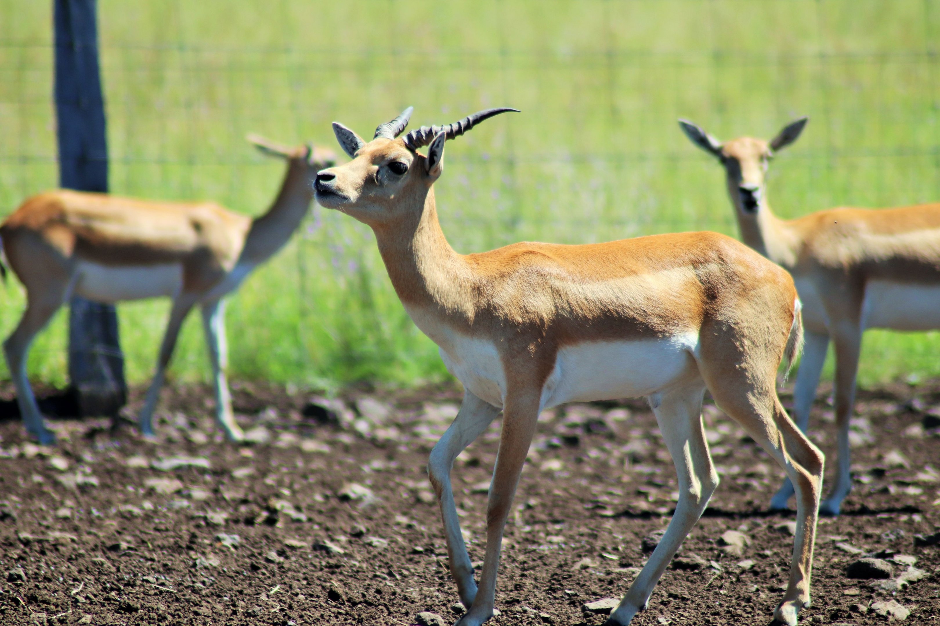 Blackbuck (Antilope cervicapra)