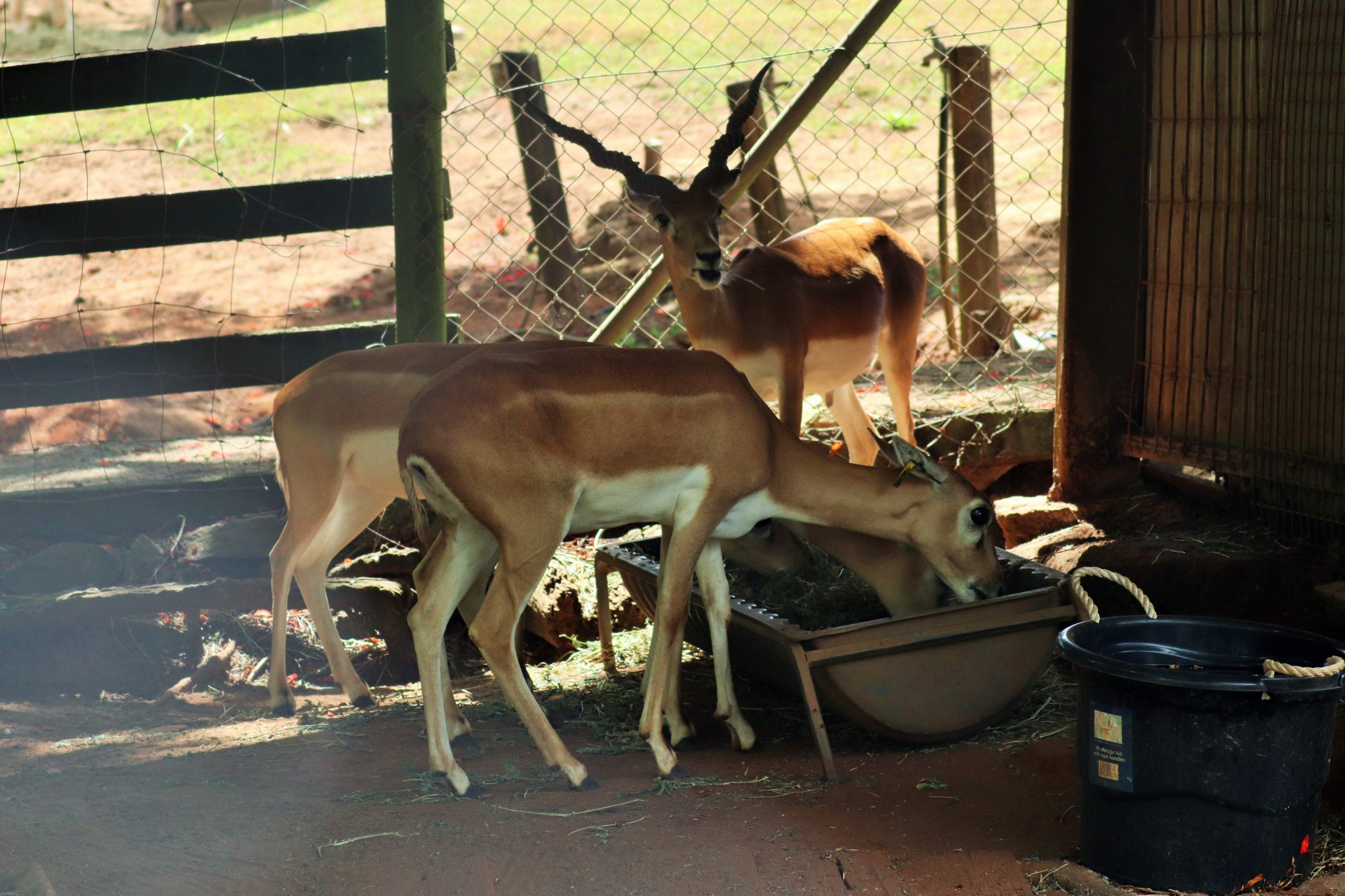 Blackbuck (Antilope cervicapra)