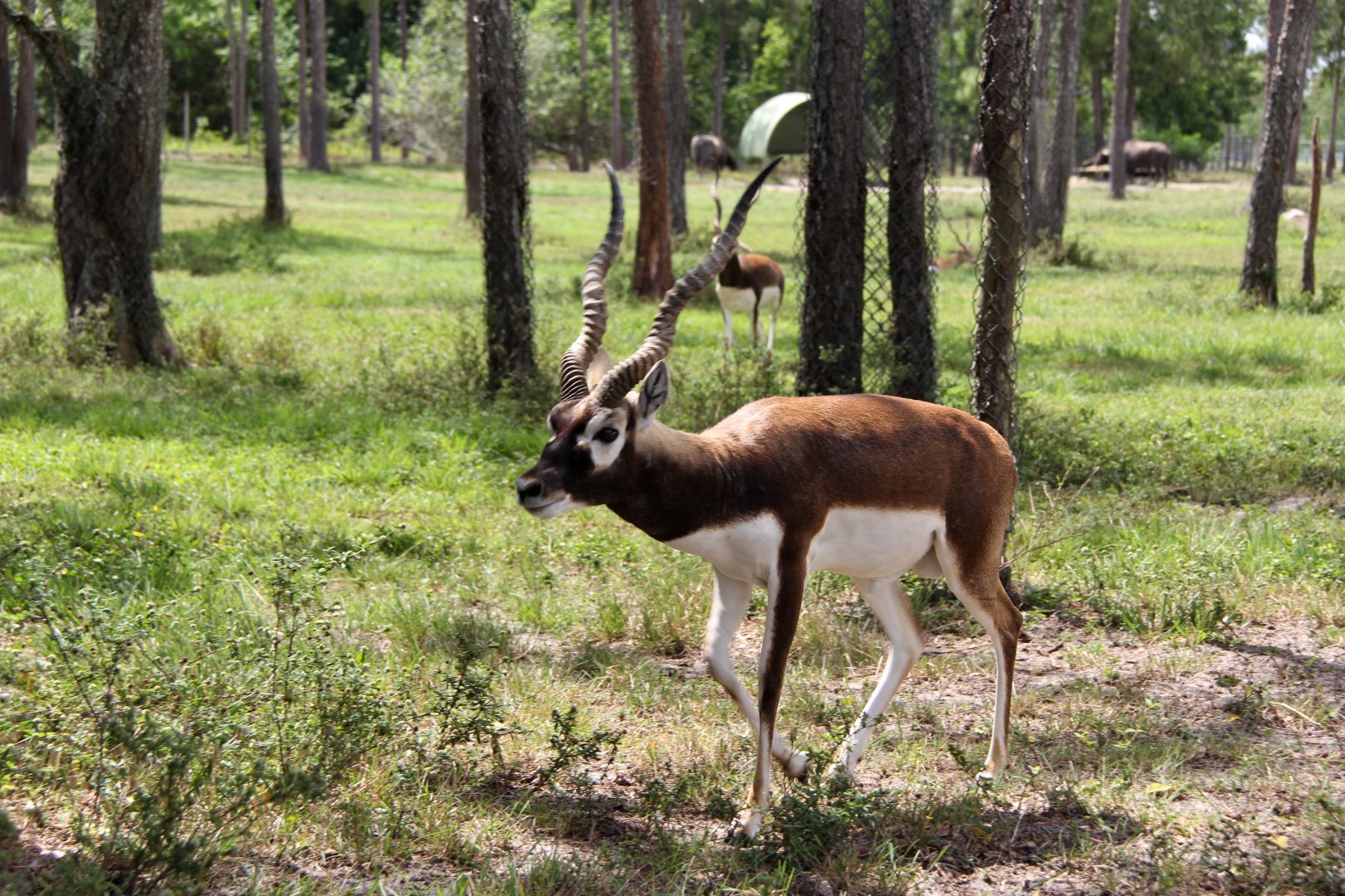 blackbuck (Antilope cervicapra)