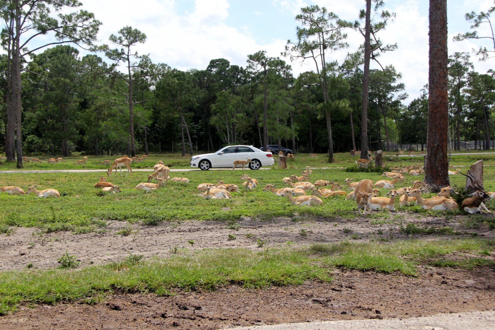 blackbuck (Antilope cervicapra)