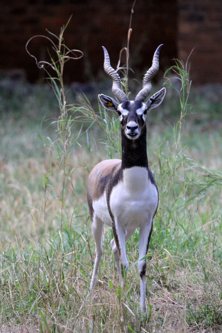 blackbuck (Antilope cervicapra)