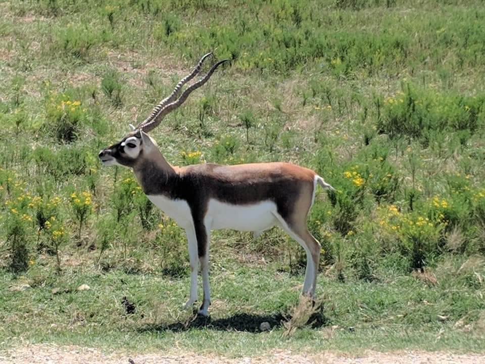 Blackbuck (Antilope cervicapra)