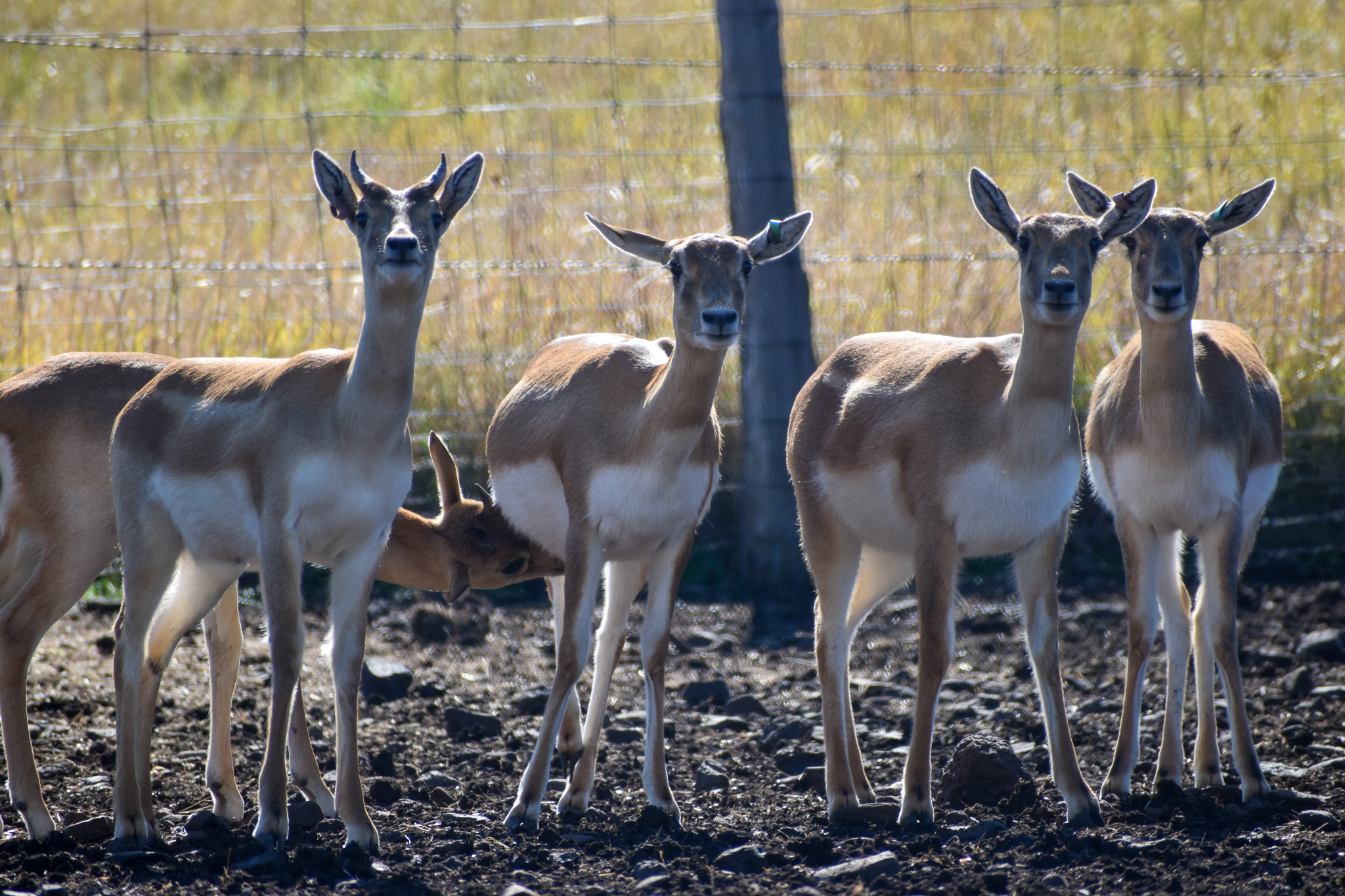 Blackbuck (Antilope cervicapra)