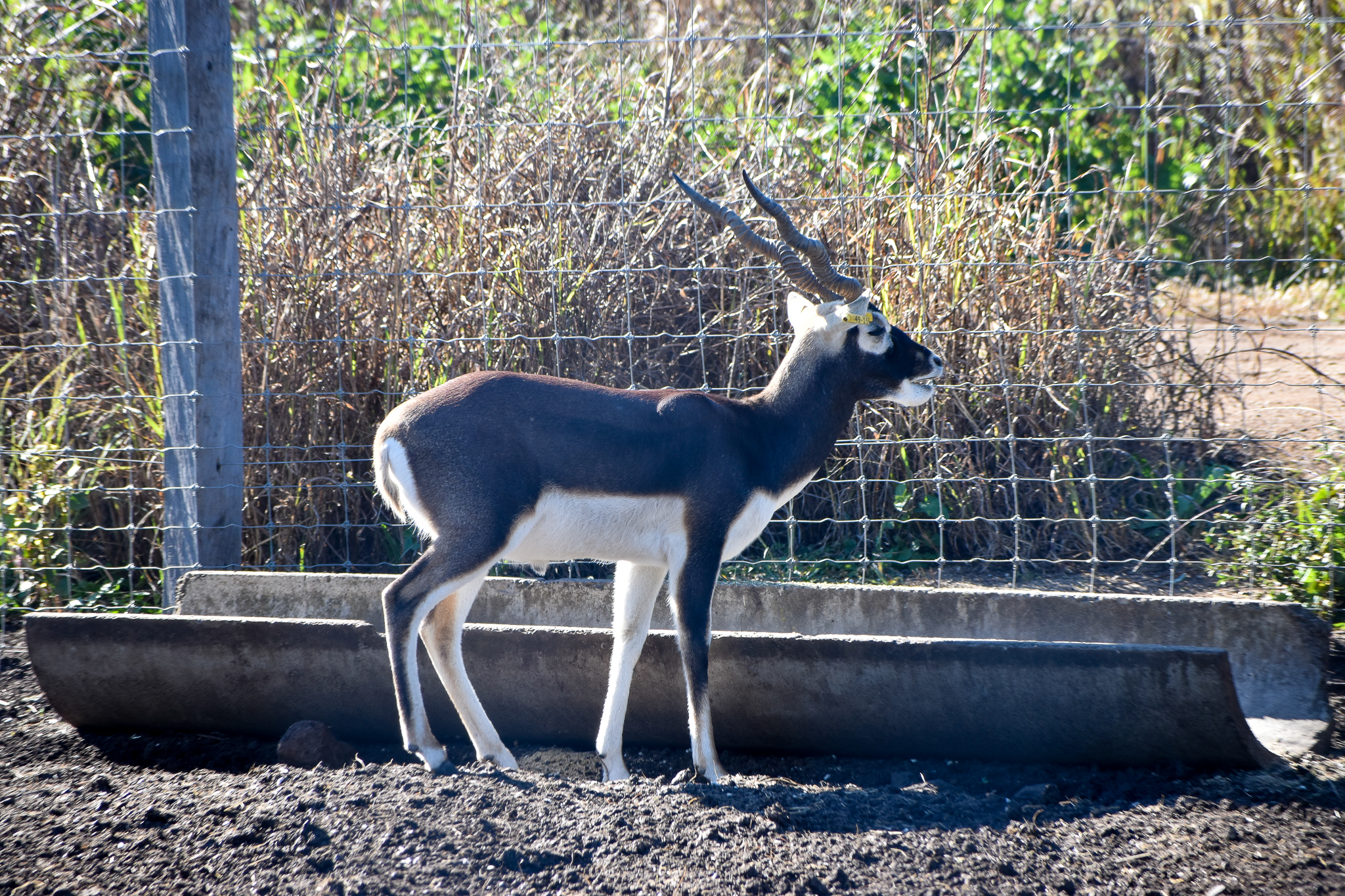Blackbuck (Antilope cervicapra)