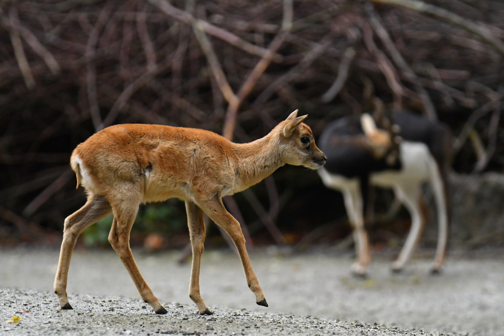 Blackbuck (Antilope cervicapra)