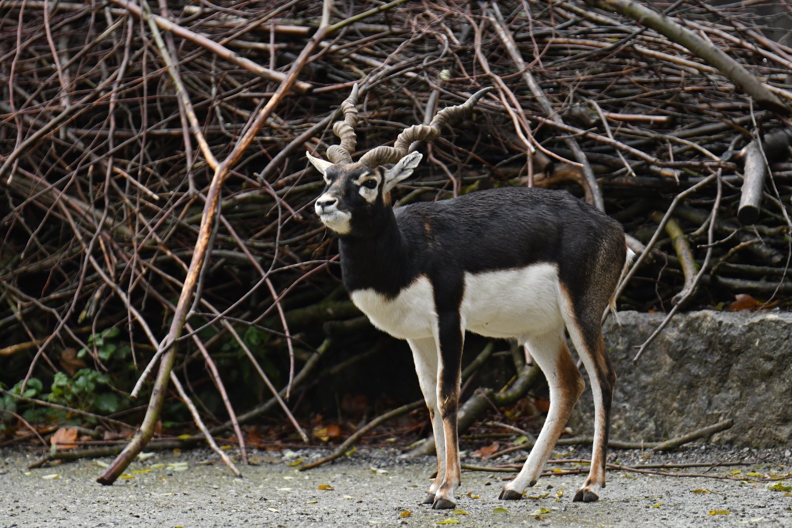 Blackbuck (Antilope cervicapra)