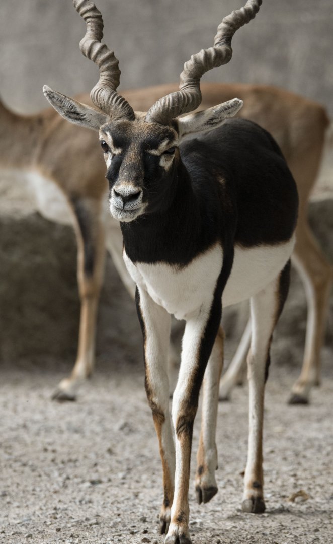 Blackbuck (Antilope cervicapra)