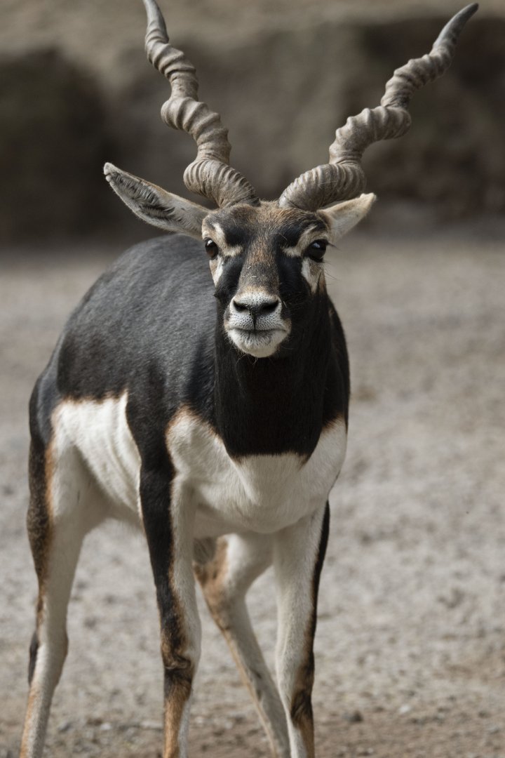 Blackbuck (Antilope cervicapra)