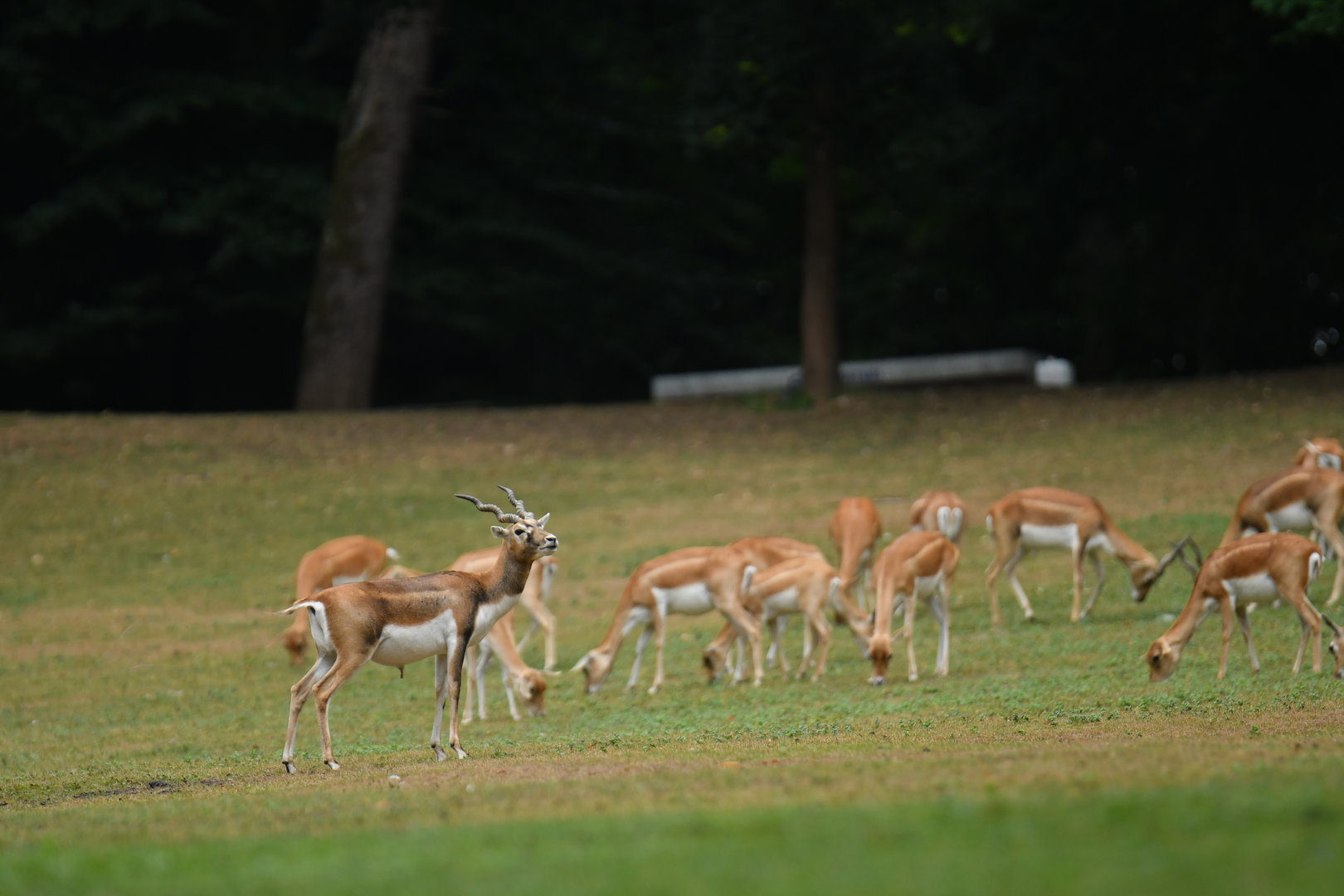 Blackbuck (Antilope cervicapra)