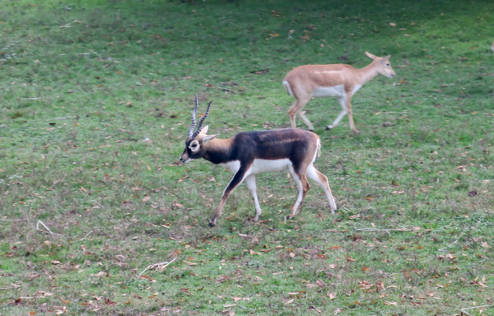 Blackbuck (Antilope cervicapra)