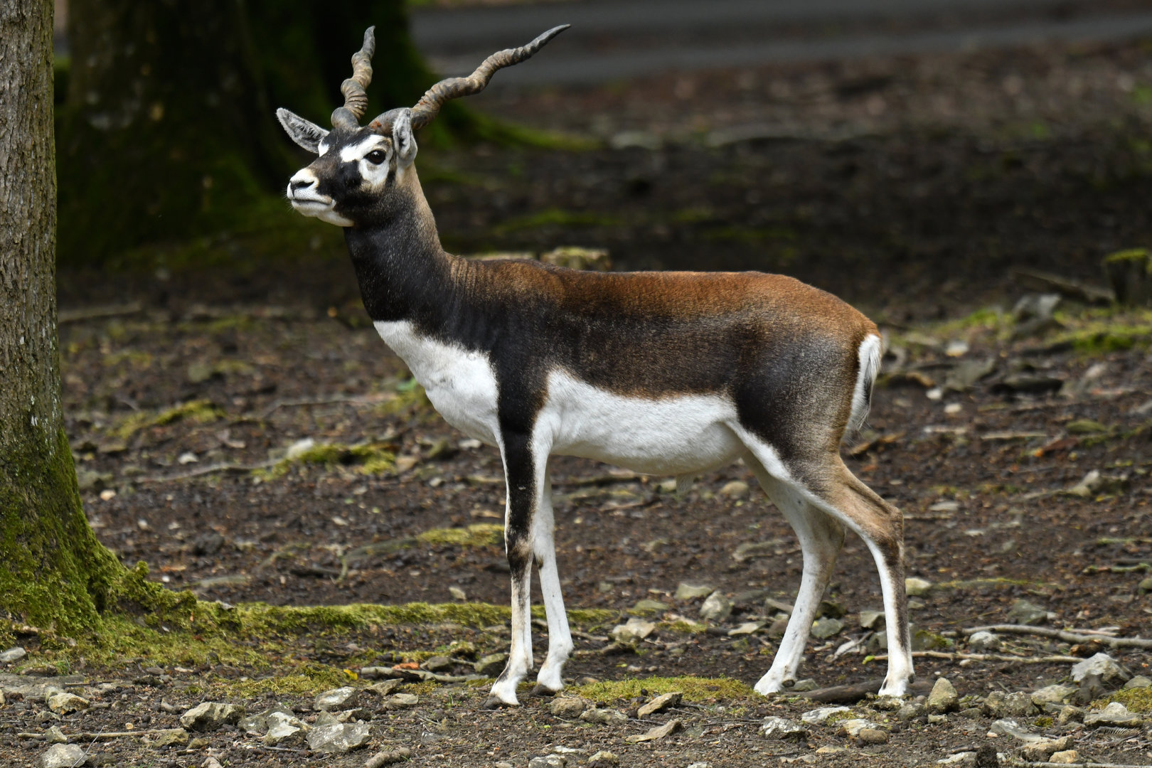 Blackbuck (Antilope cervicapra)