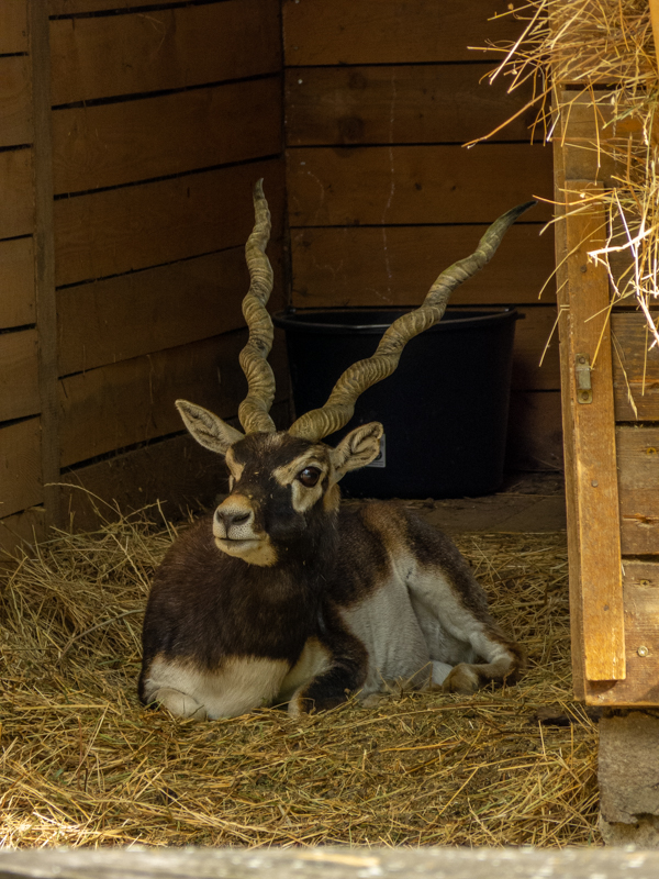 blackbuck (Antilope cervicapra)