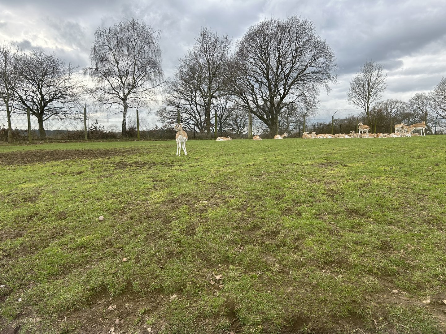 Blackbuck, (Antilope cervicapra)