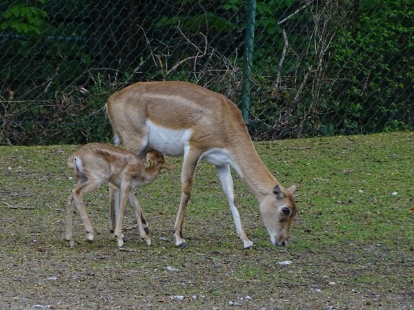 Blackbuck (Antilope cervicapra)