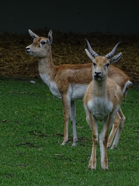 Blackbuck (Antilope cervicapra)