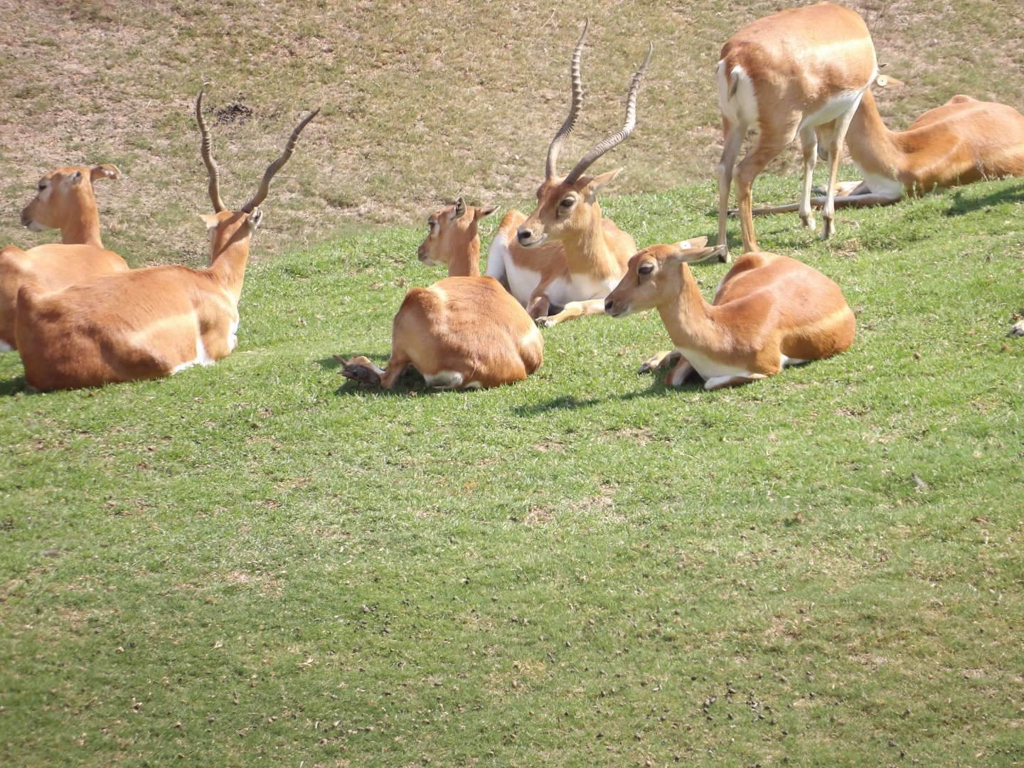 Blackbuck(Antilope cervicapra)