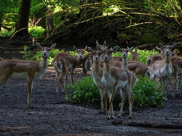 Blackbuck (Antilope cervicapra)