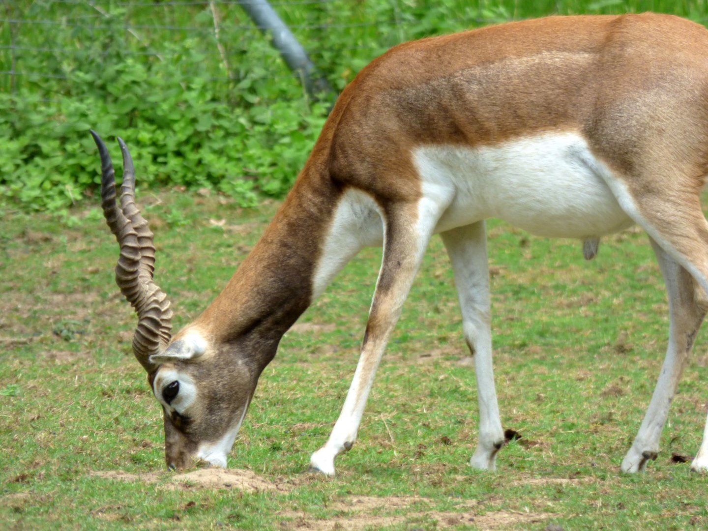 Blackbuck (Antilope cervicapra)