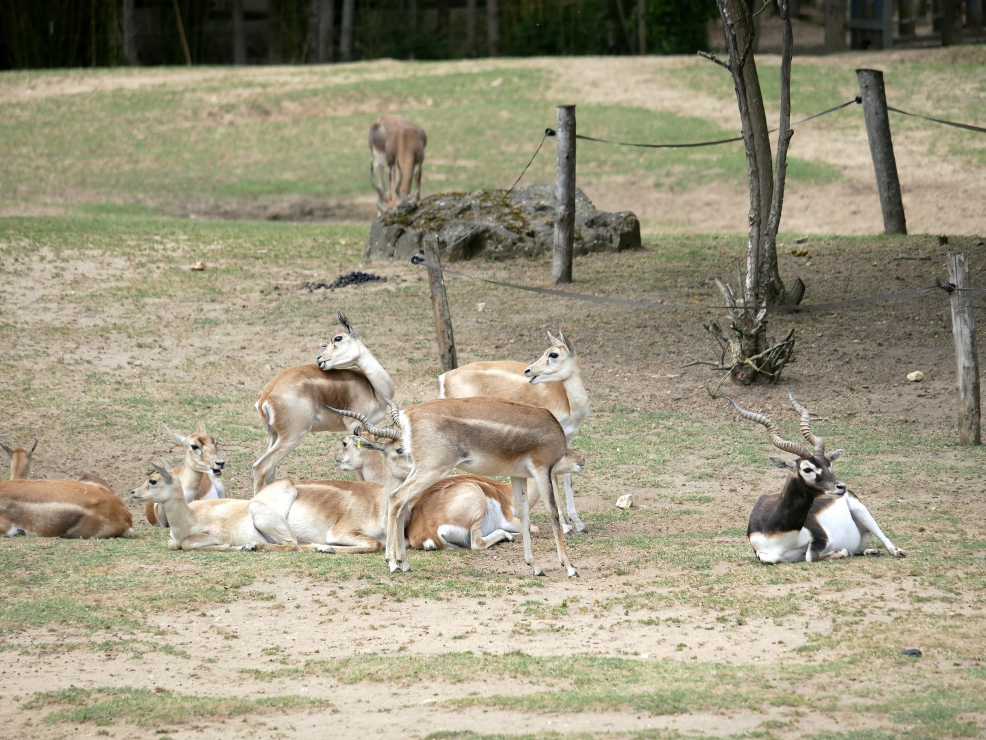 Blackbuck (Antilope cervicapra)