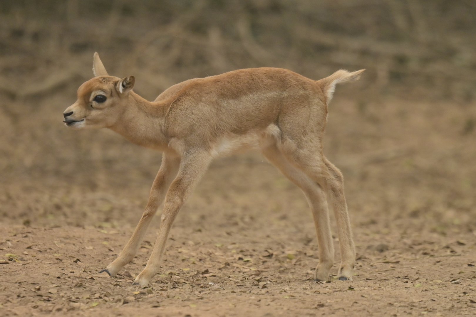 Blackbuck Antilope cervicapra