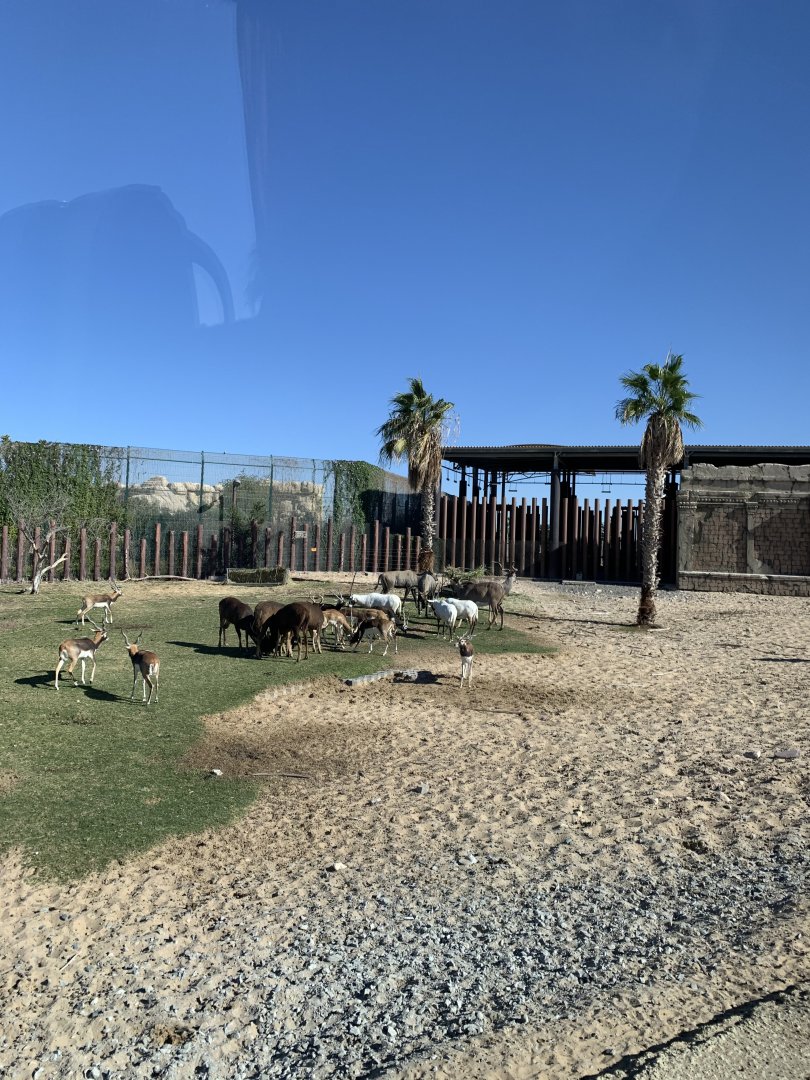 Blackbuck, Arabian oryx, Hog deer and Nilgai