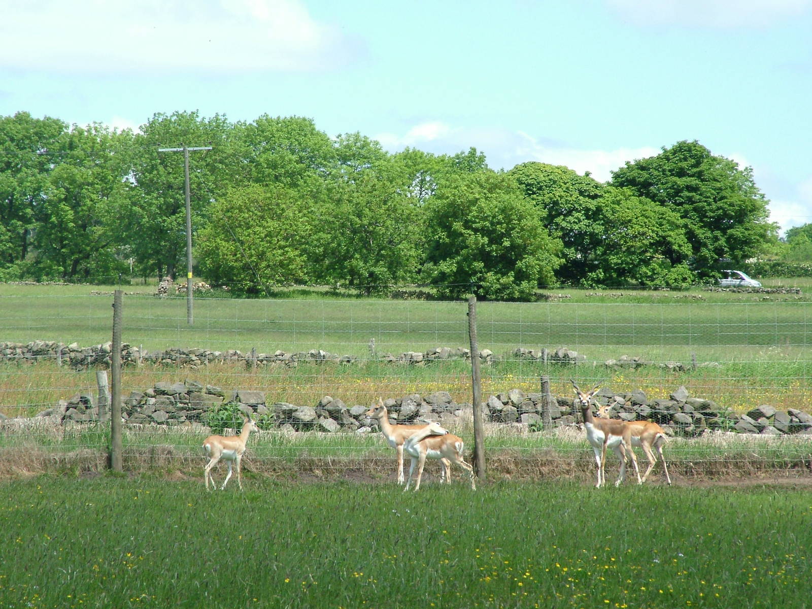 Blackbuck at Blackbrook, 12/06/10