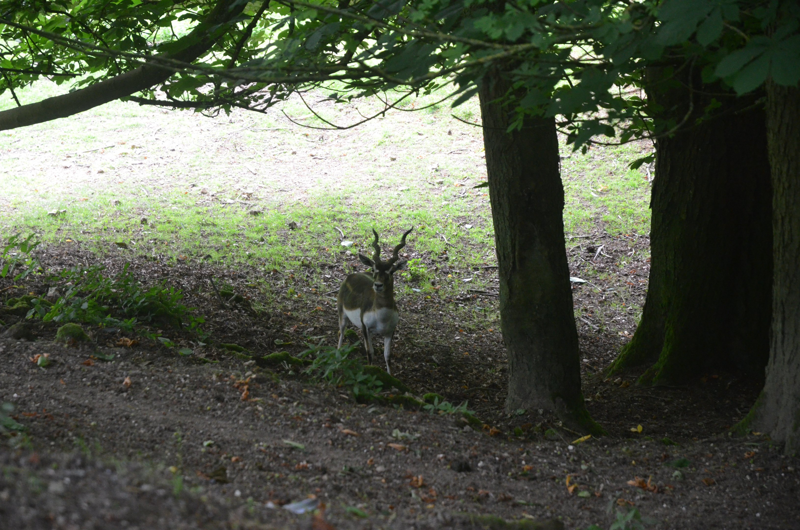 Blackbuck at Clères, 16/06/18