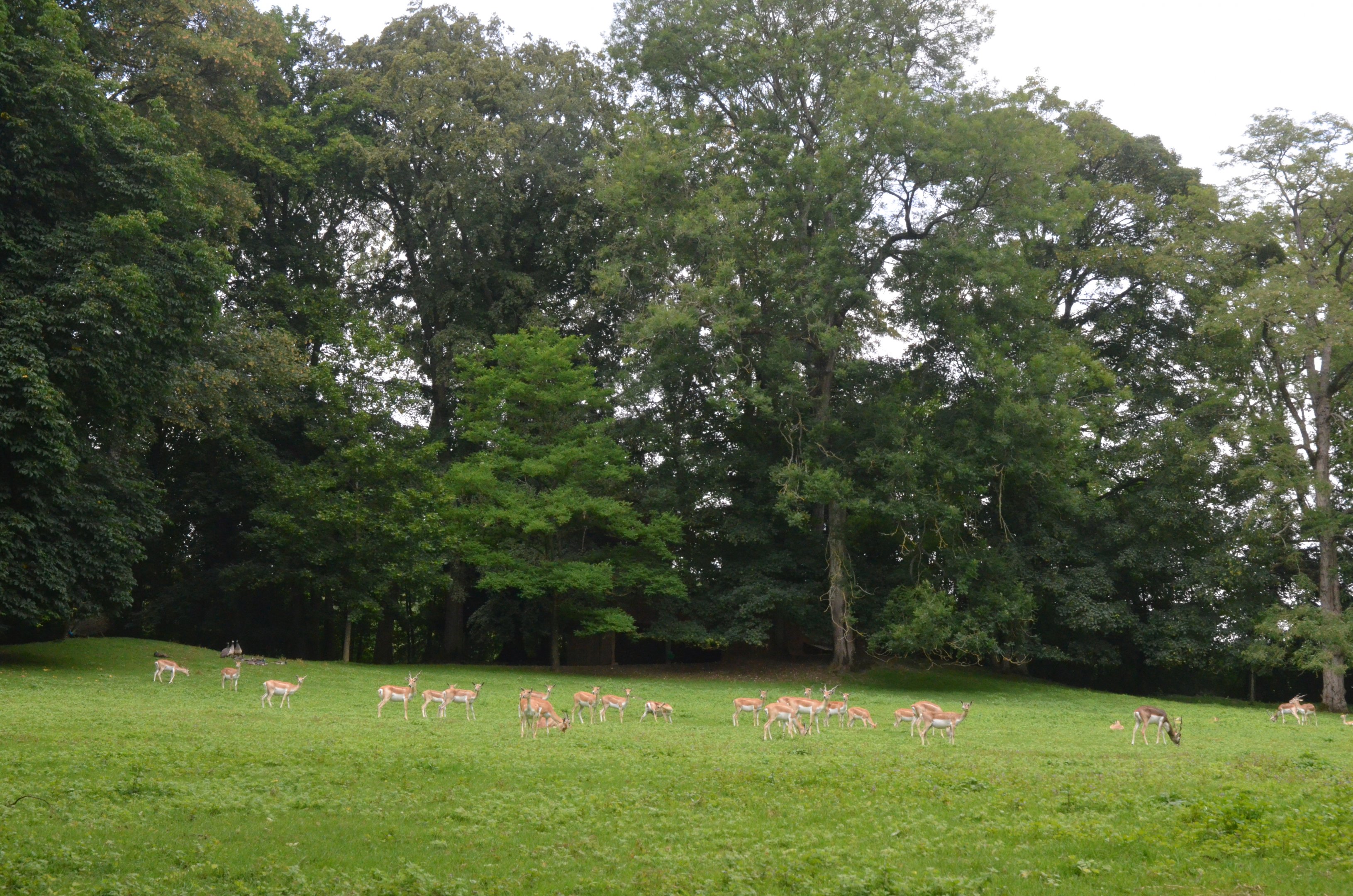 Blackbuck at Clères, 16/06/18