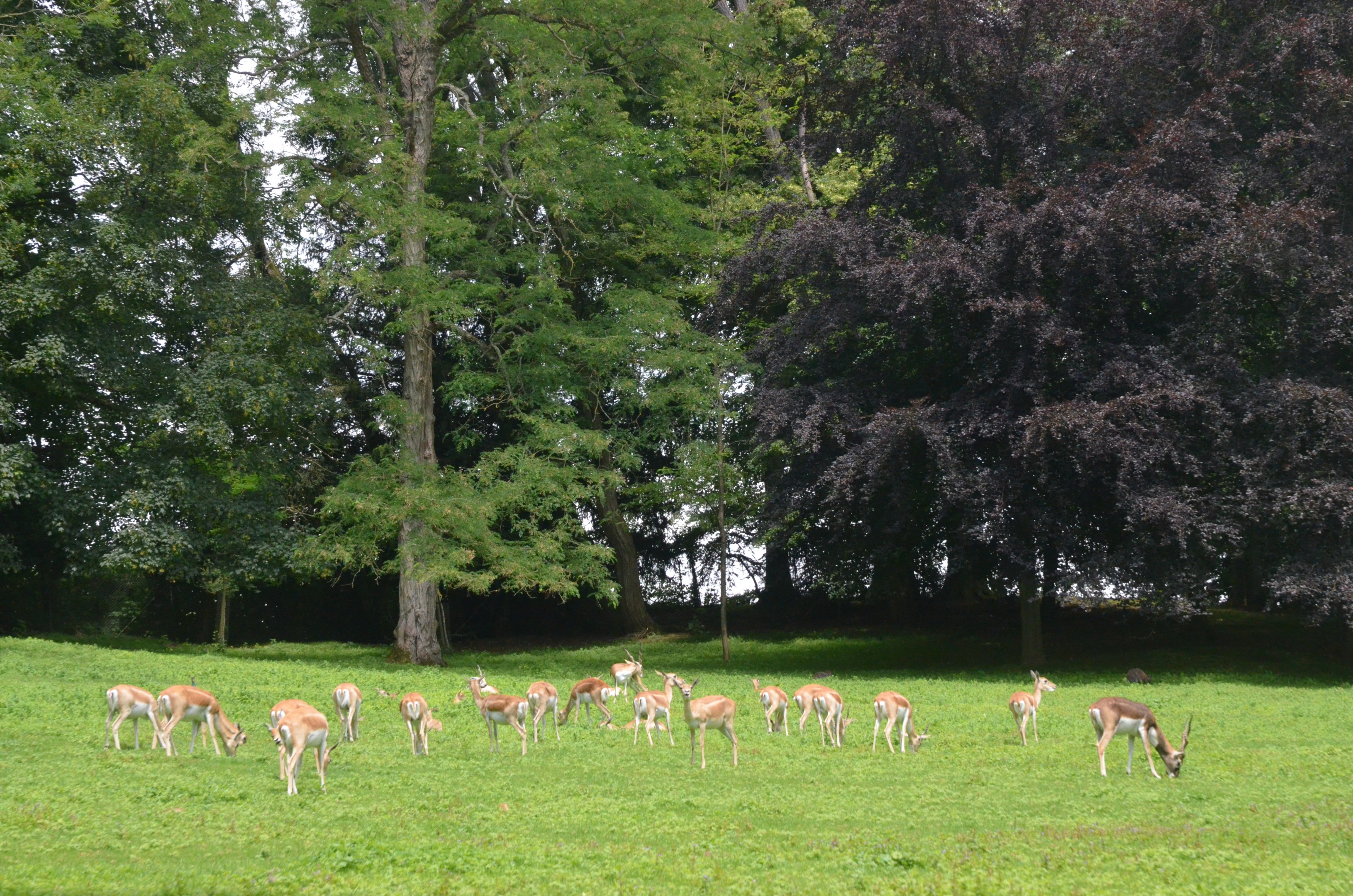 Blackbuck at Clères, 16/06/18
