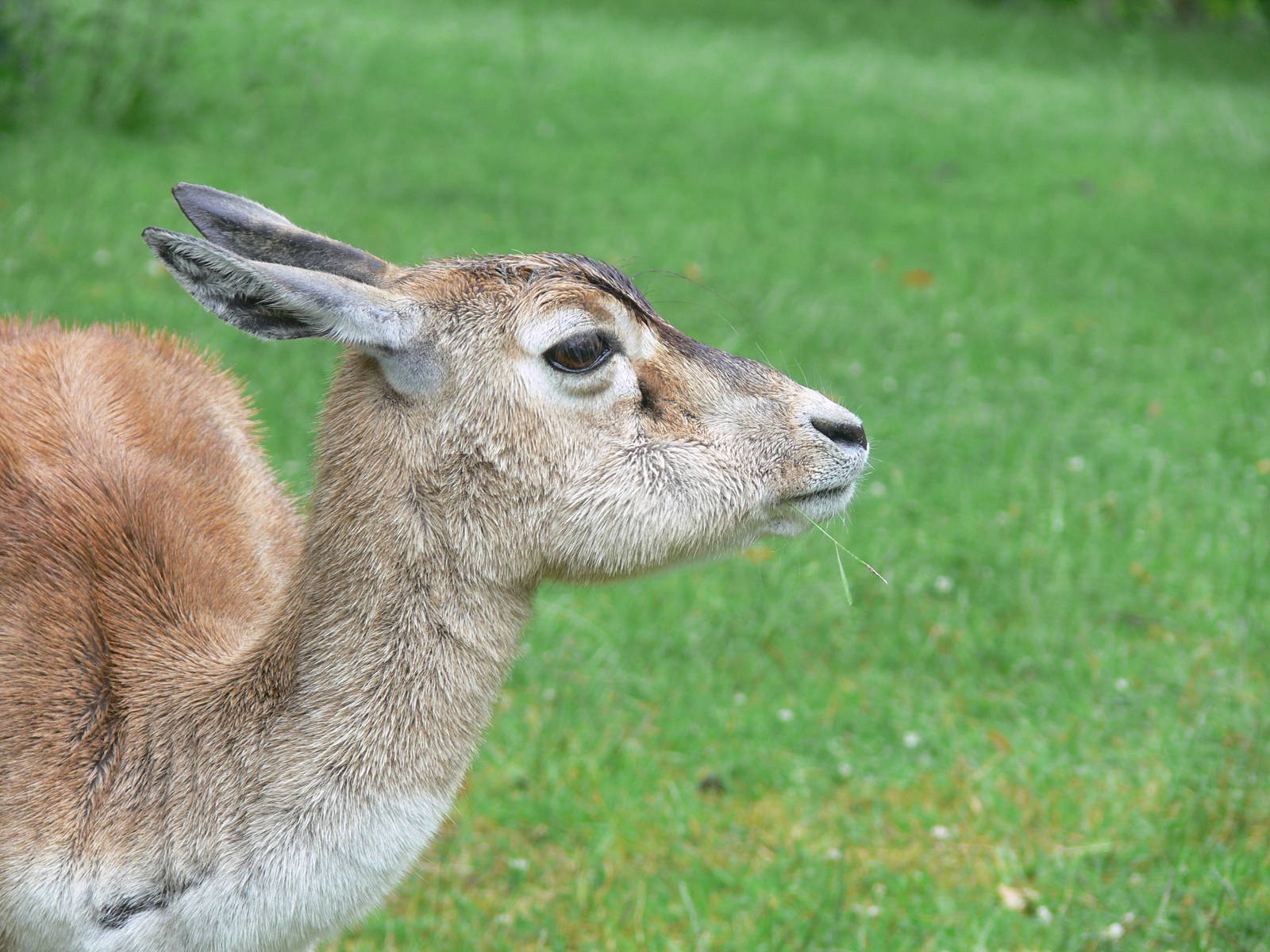 Blackbuck at Knowsley, 28/06/14