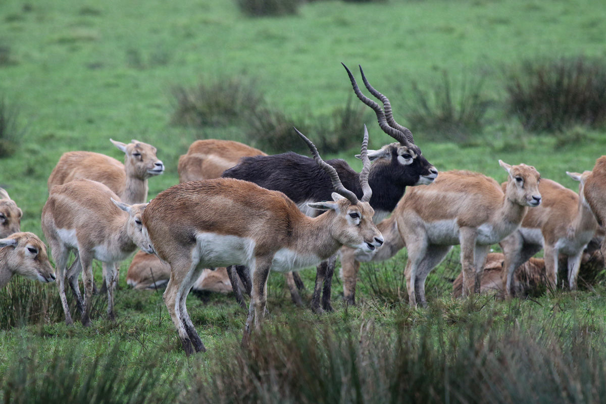 Blackbuck at Knowsley Safari 23rd December 2020