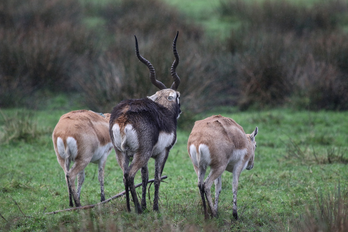 Blackbuck at Knowsley Safari 23rd December 2020