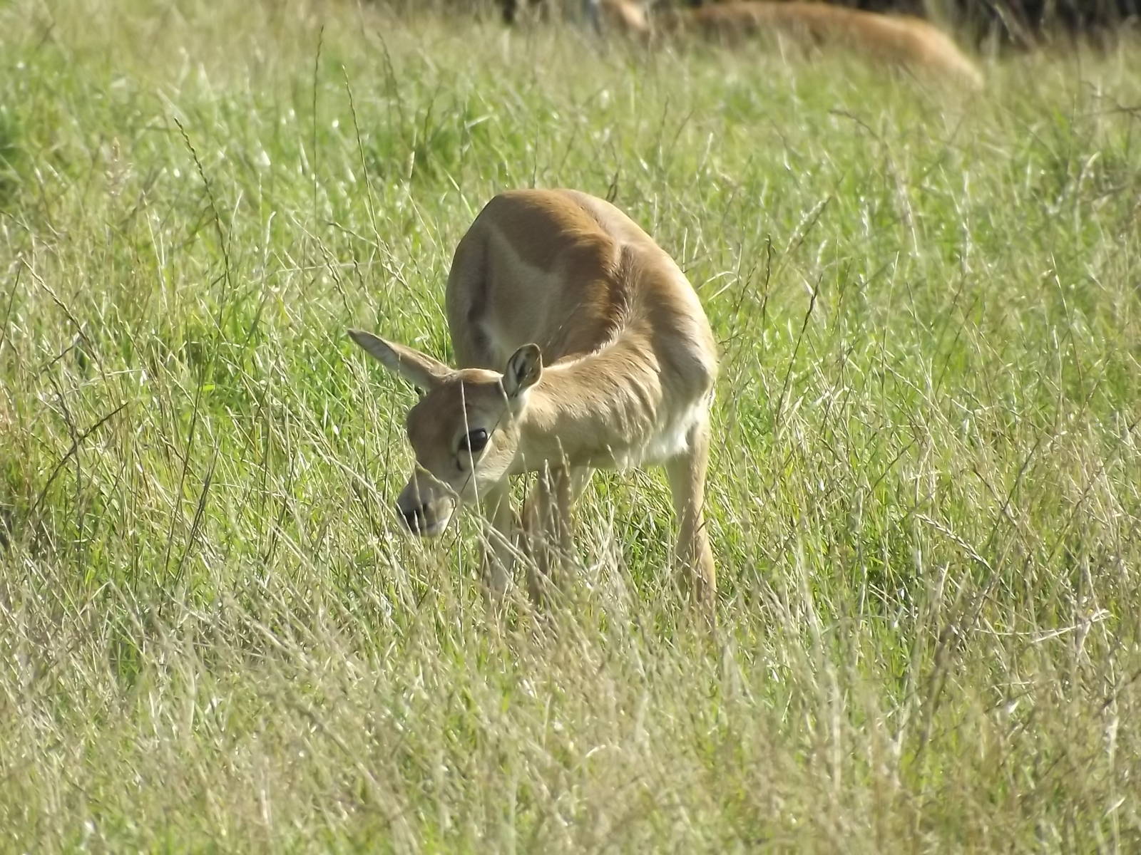 Blackbuck at Knowsley Safari Park 08/09/12