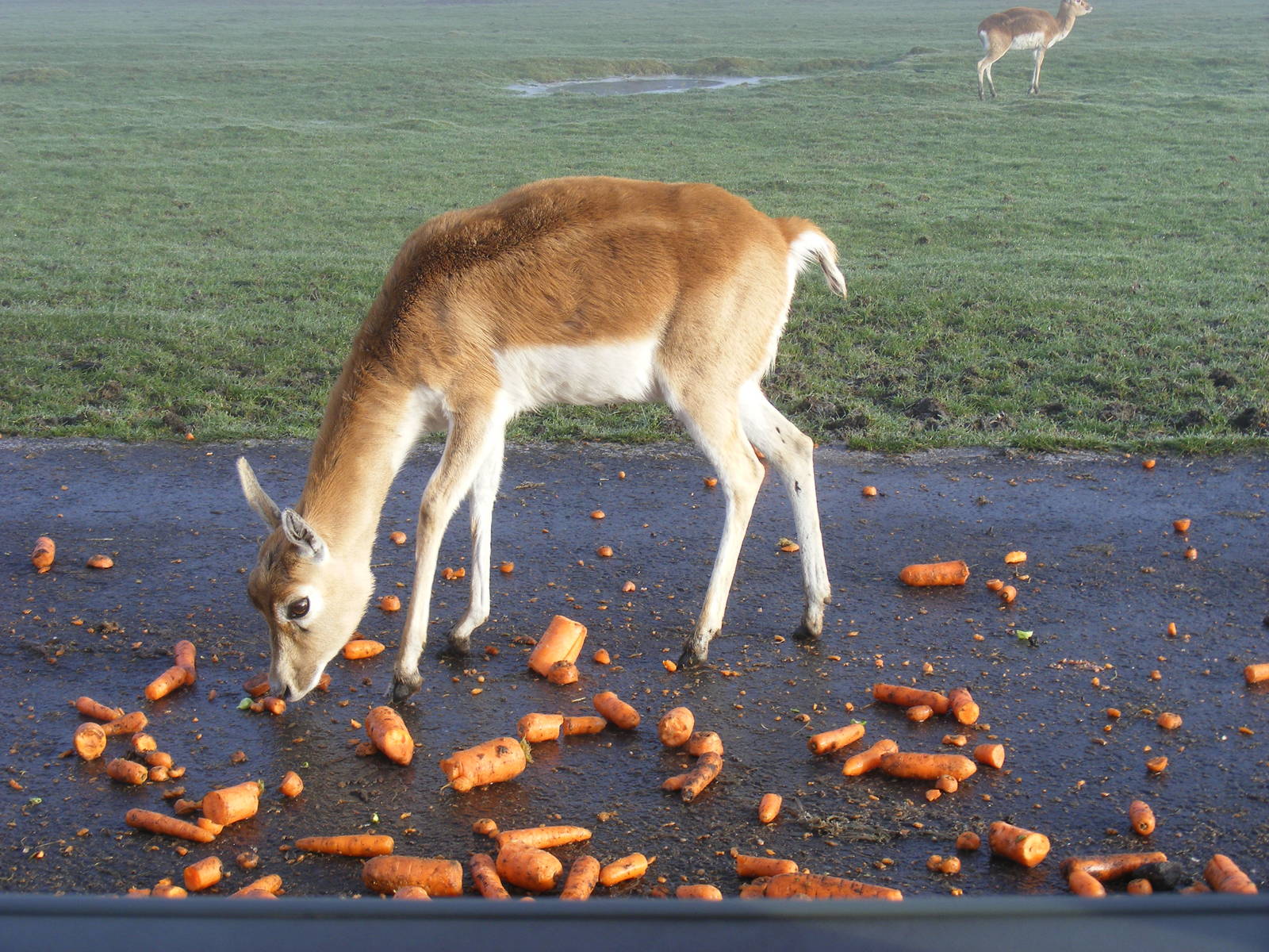 Blackbuck at Knowsley Safari Park, 28 December 2009