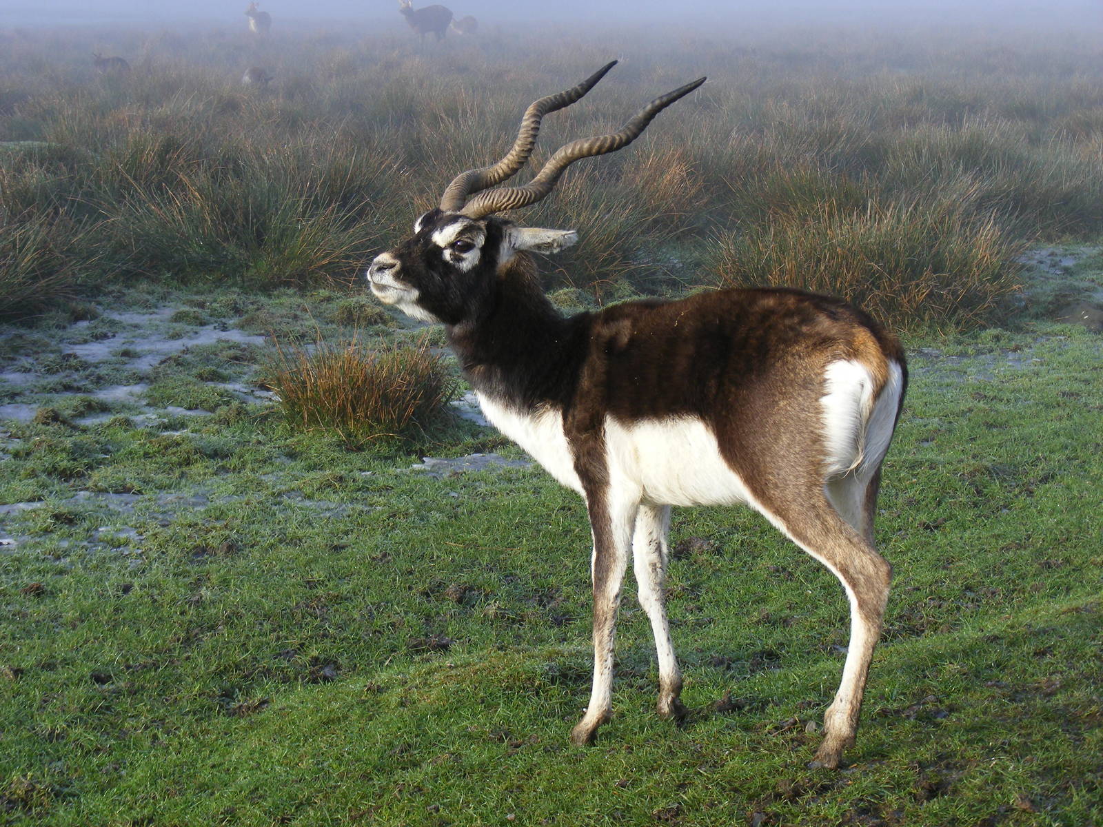 Blackbuck at Knowsley Safari Park, 28 December 2009