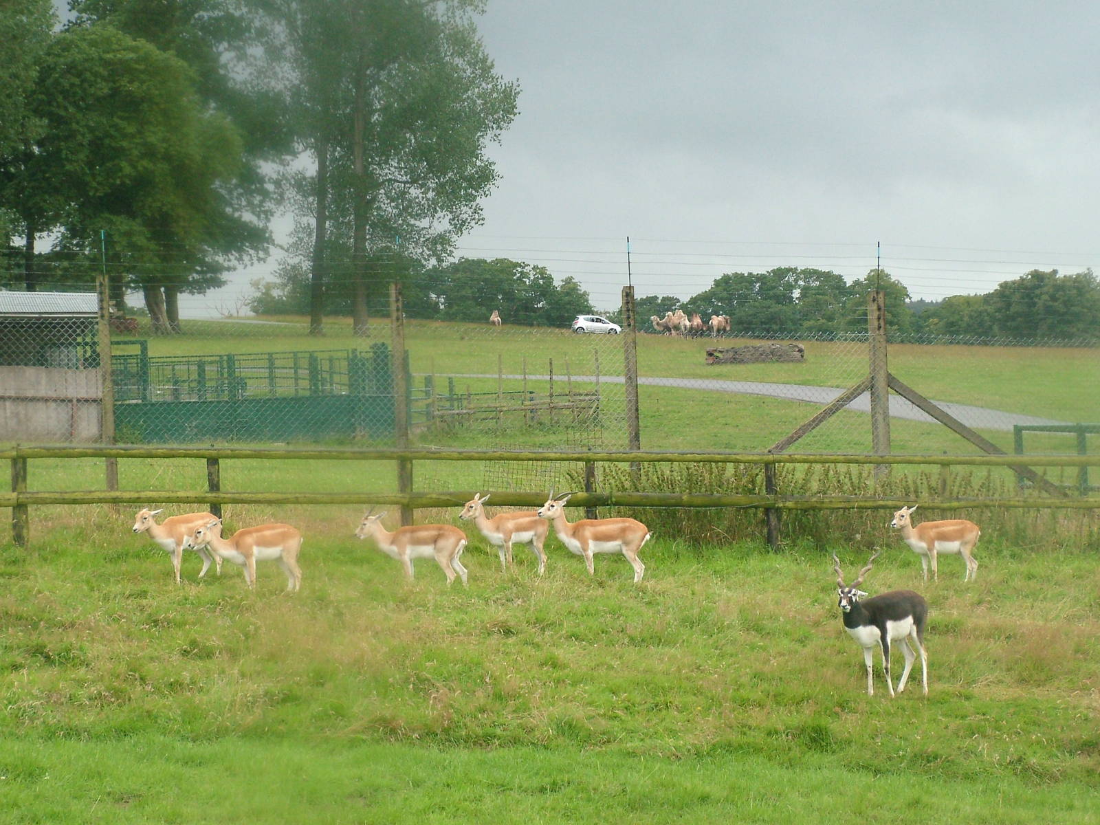 Blackbuck at Longleat August 2008